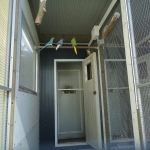 Halsbanden  violetbleekstaart 2025