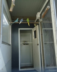 Halsbanden  violetbleekstaart 2025