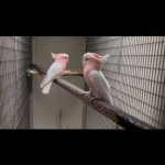 Ara e cacatoo