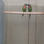 Baardparkieten donkergroen te verkoopen