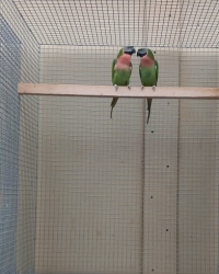 Baardparkieten donkergroen te verkoopen