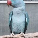 Grote Alexander blau