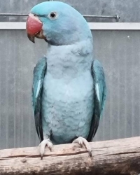 Grote Alexander blau