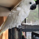 Pair of Cacatua alba (Umbrella cockatoos) and babies also available for sale