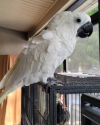 Pair of Cacatua alba (Umbrella cockatoos) and babies also available for sale