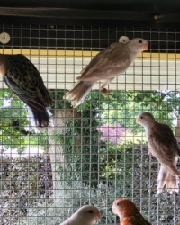 ROSELLAS/OMNICOLORES