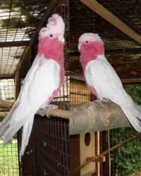 Rose kaketoes -Eolophus Roseicapilla-galahs